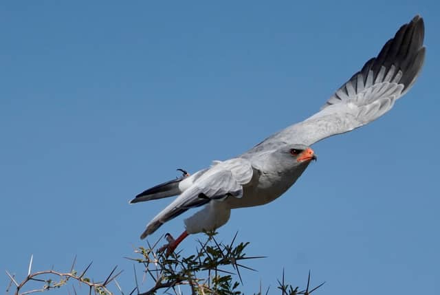 Etosha National Park - Image 1