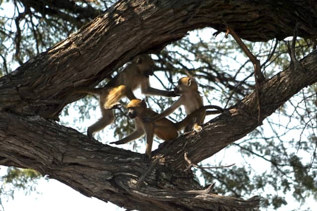 Bwabwata National Park - Image 1