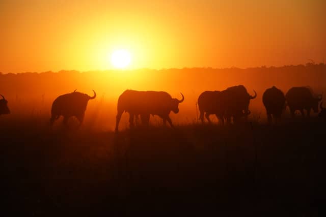 Hwange National Park - Image 5