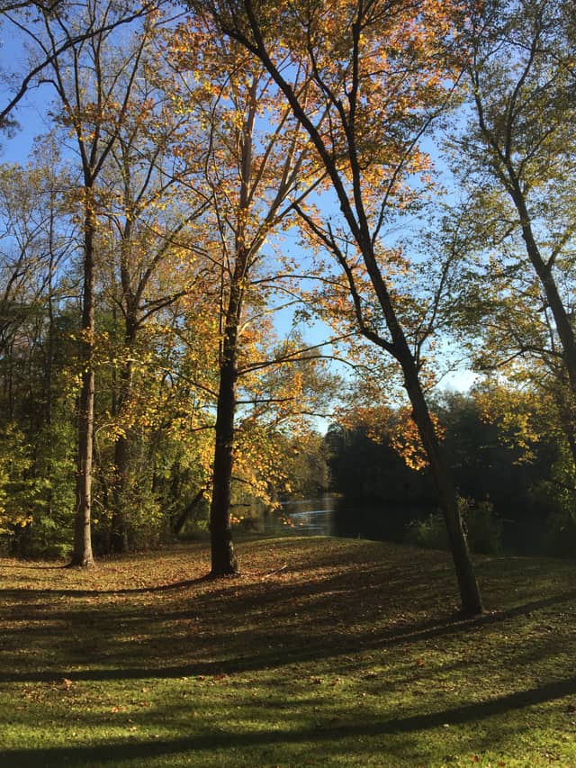 Tallapoosa River Bank - Image 1