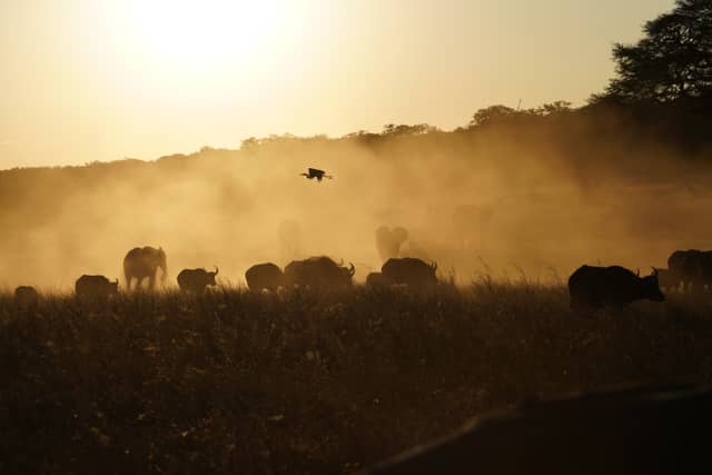 Hwange National Park - Image 1