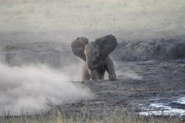 Hwange National Park - Image 3
