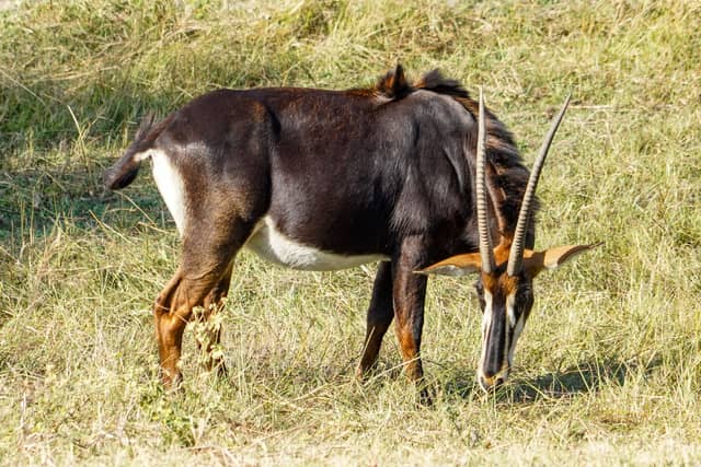 Bwabwata National Park - Image 1
