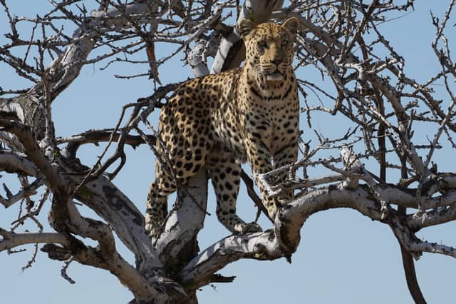 Okonjima Nature Reserve - Image 1