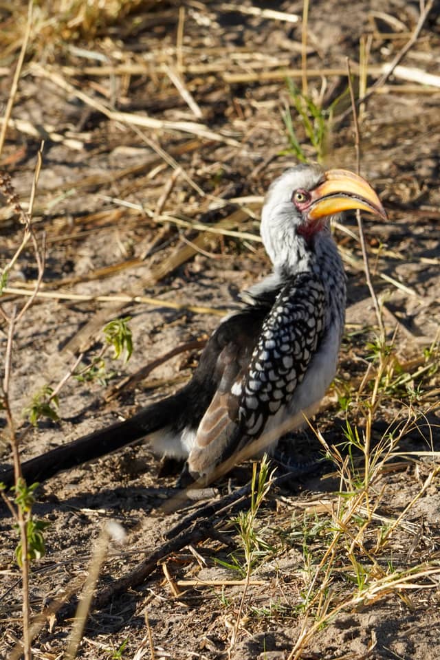 Hwange National Park - Image 1