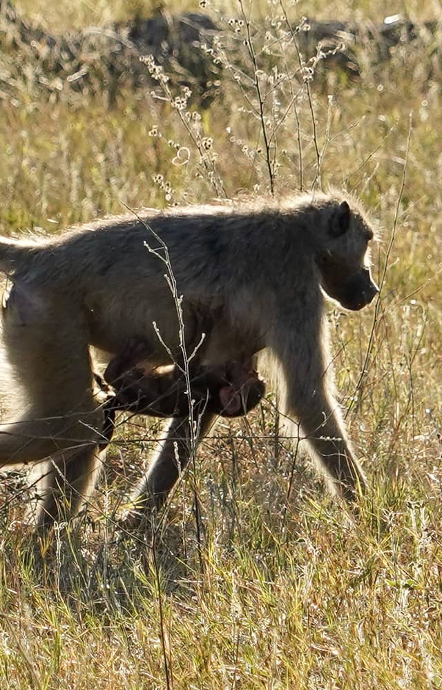 Hwange National Park - Image 1