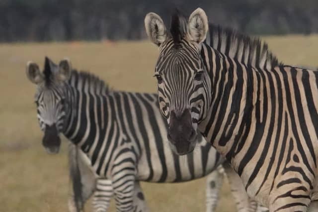 Hwange National Park - Image 1