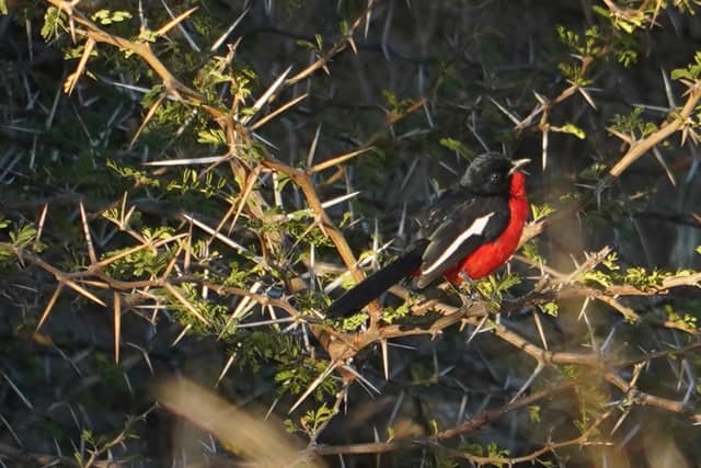 Hwange National Park Bushveld - Image 1