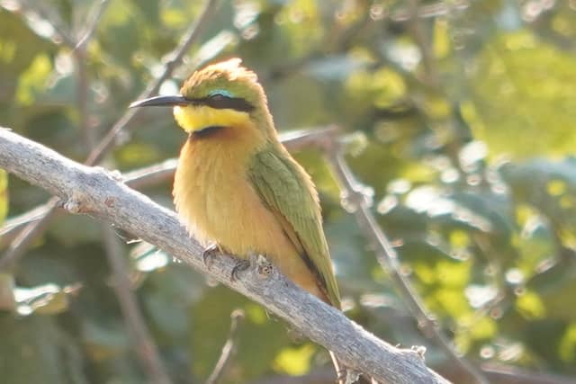Zambezi Region Wildlife Area - Image 1