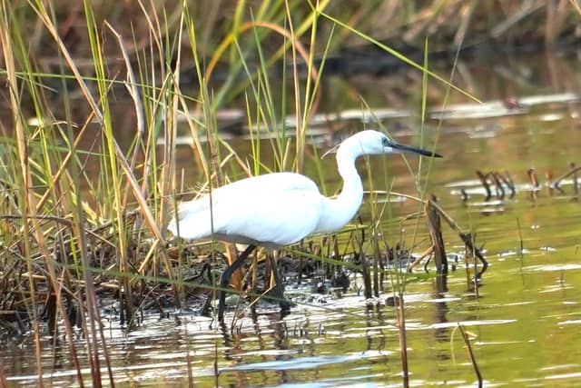 Caprivi Strip Wetlands - Image 1