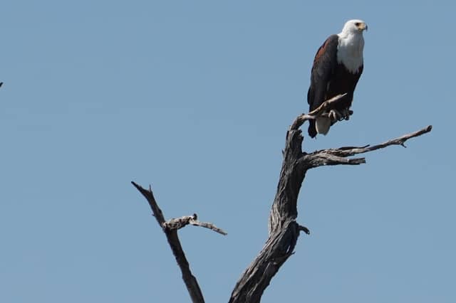Linyanti Wildlife Reserve - Image 1
