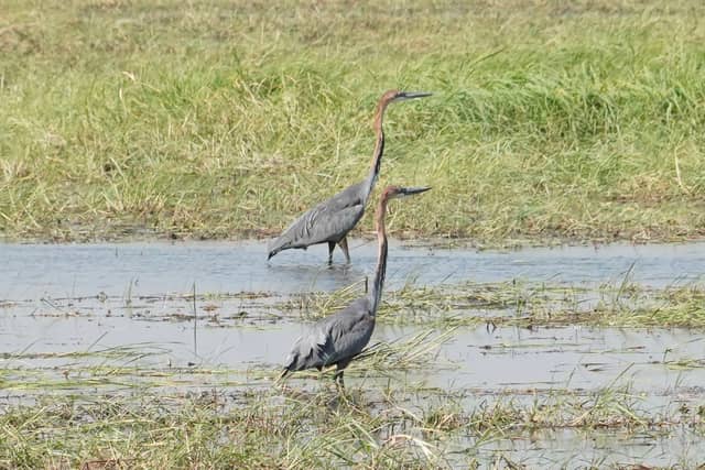Okavango Delta Wetlands - Image 1