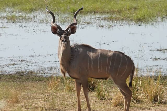 Okavango River Floodplains - Image 1