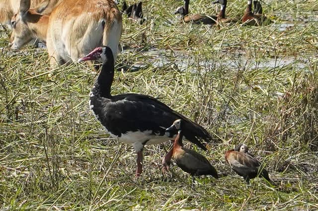 Okavango Delta Wetlands - Image 1