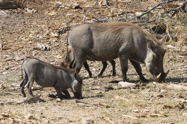 Kavango Savanna Wildlife - Image 1