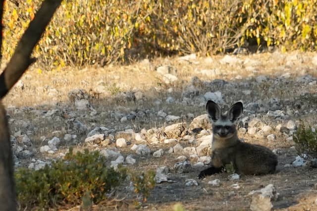 Etosha National Park - Image 1