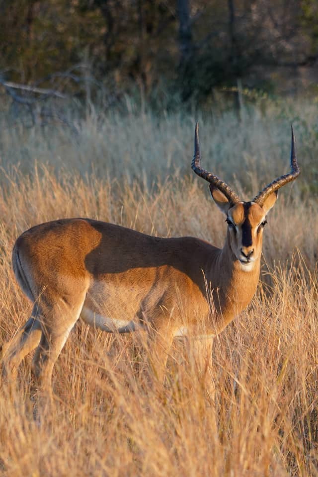Etosha National Park - Image 1