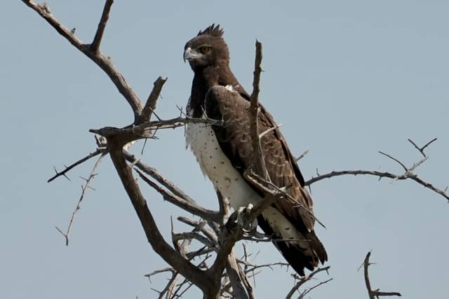 Etosha National Park - Image 1