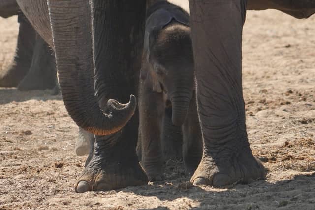 Etosha National Park - Image 1