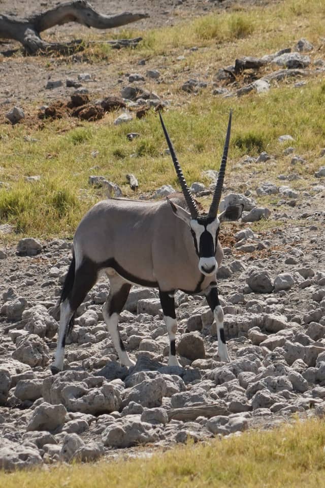 Etosha National Park - Image 1