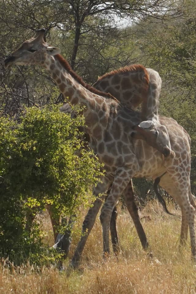 Etosha National Park - Image 1