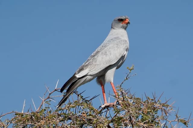 Etosha National Park - Image 1