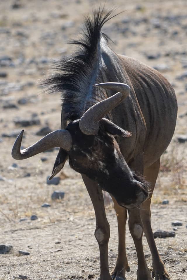 Etosha National Park - Image 1