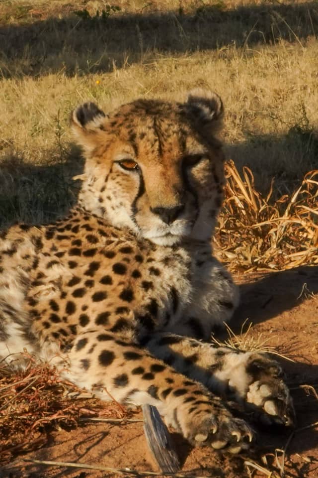 Cheetah Conservation Fund - Image 1