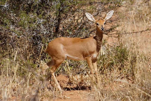 Namibian Bushveld Wildlife Spot - Image 1