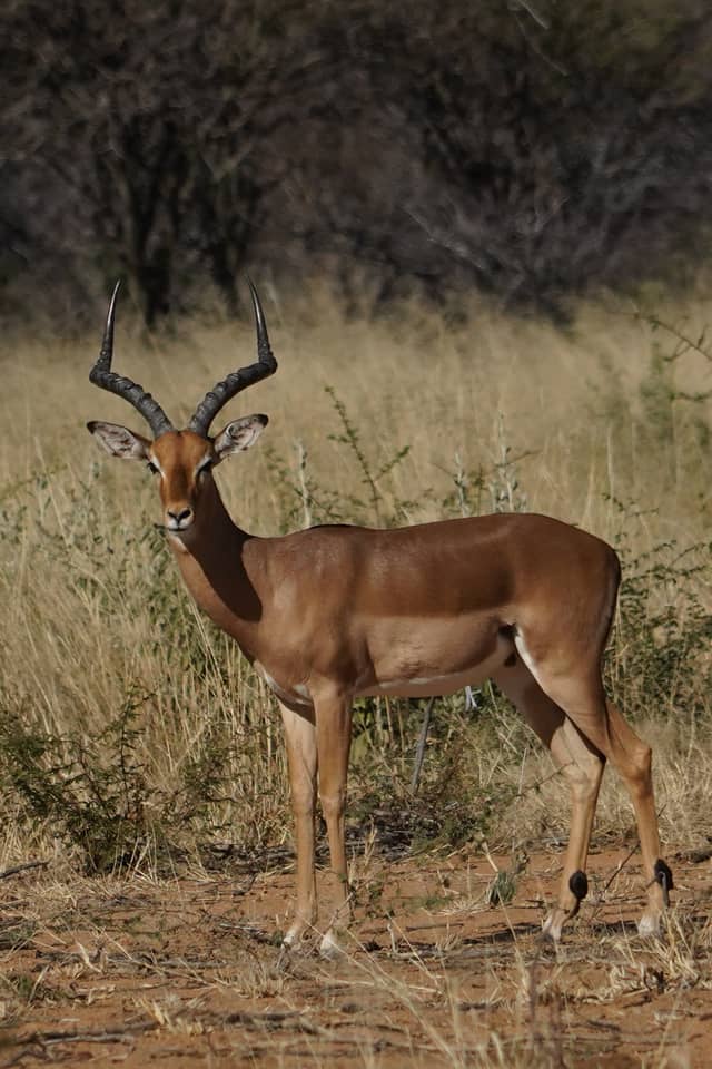 Okonjima Nature Reserve - Image 1