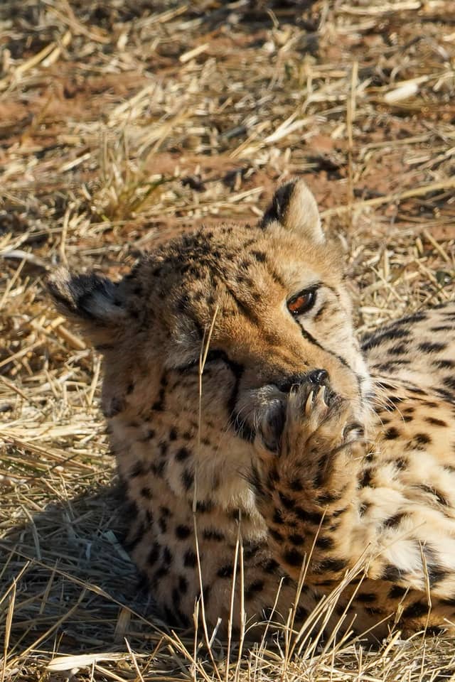 Cheetah Conservation Fund - Image 1