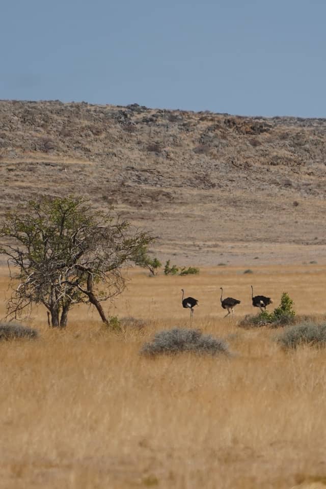 Damaraland Savanna - Image 1