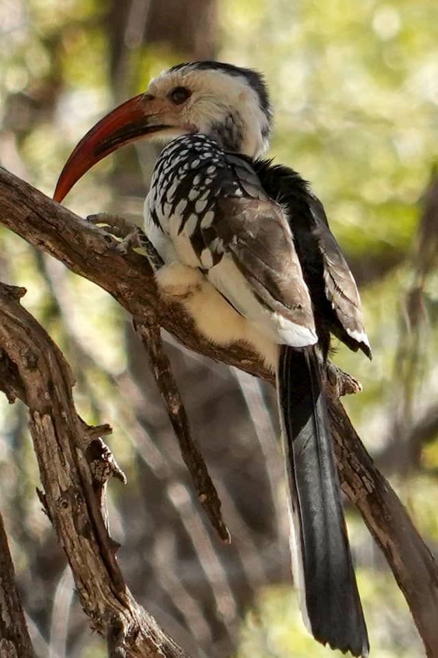 Erongo Region Wildlife - Image 1