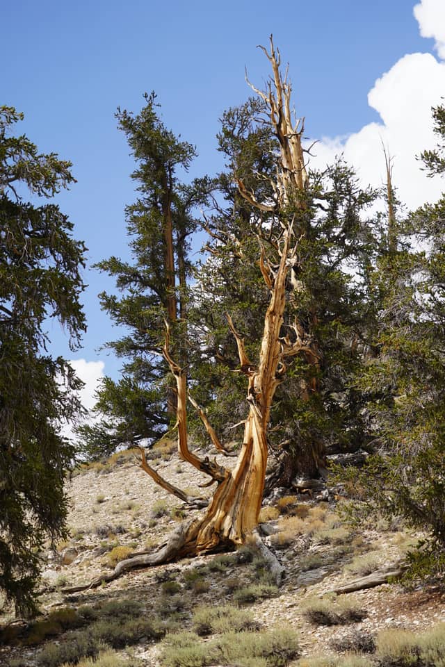 Ancient Bristlecone Pine Forest - Image 1
