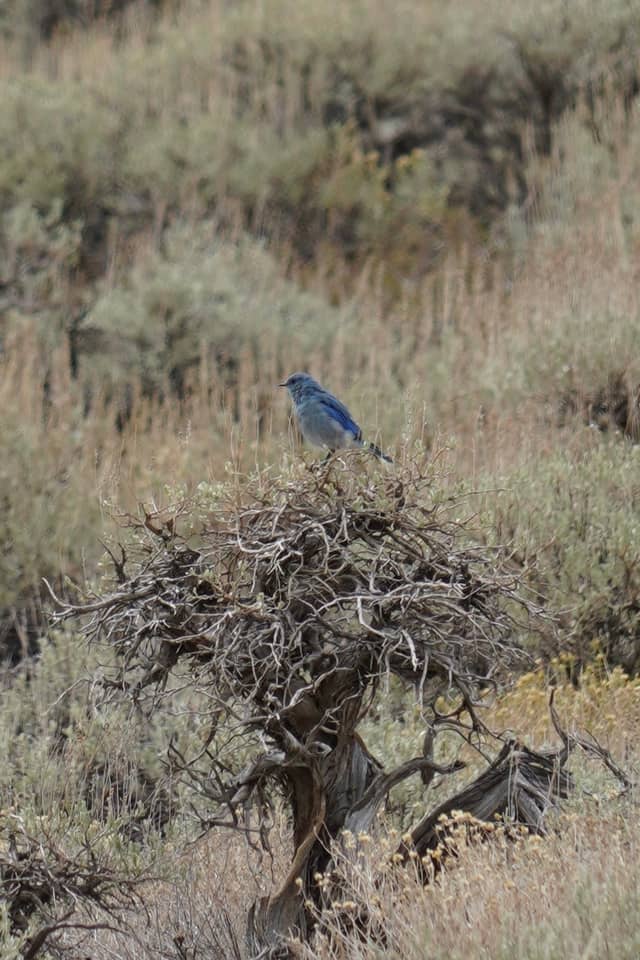 Owens Valley Foothills - Image 1