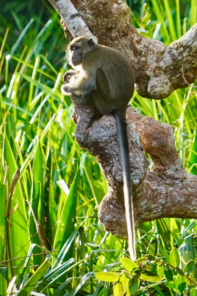 Tanjung Puting National Park - Image 1