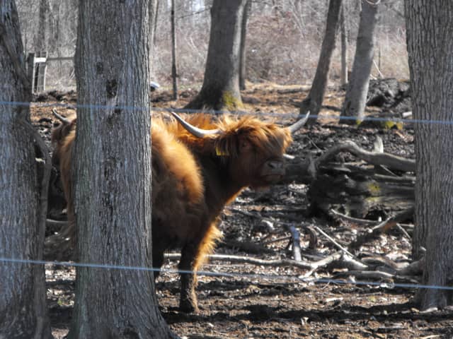 North River Road Highland Cattle - Image 1