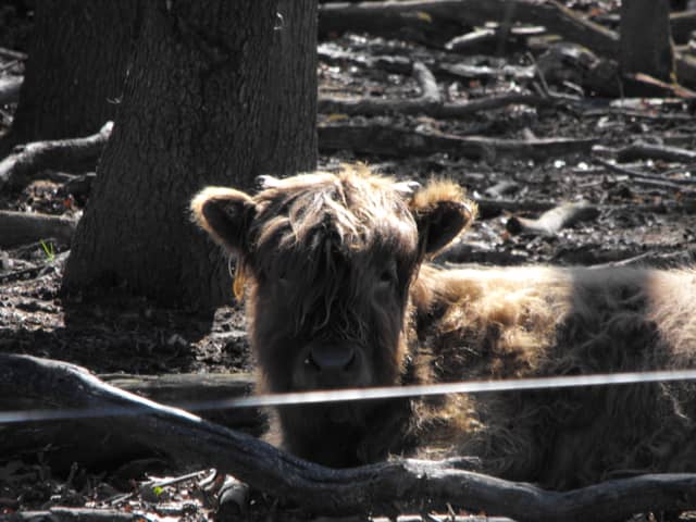 Rock County Highland Cattle Pasture - Image 1