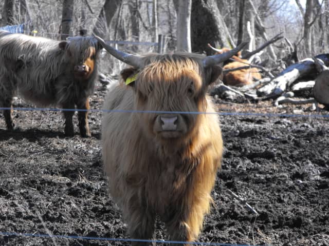 Janesville Highland Cattle Pasture - Image 1