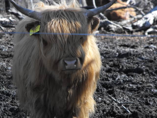 Janesville Highland Cattle - Image 1