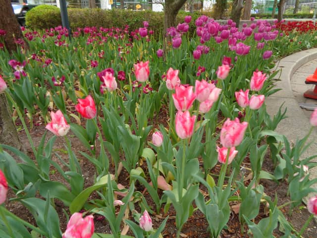 Campus Martius Park Gardens - Image 1