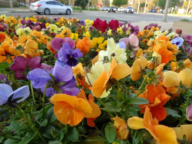 Historic Third Ward Flower Beds - Image 1