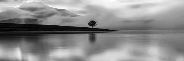 Lone Tree at Misty Lake - Image 1
