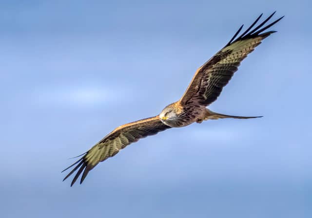 Gigrin Farm Red Kite Feeding Centre - Image 1