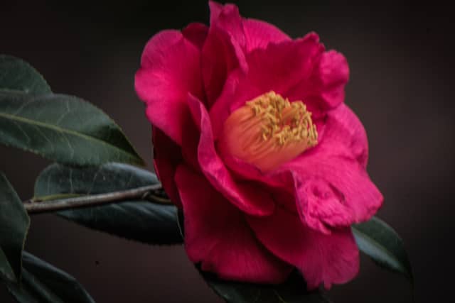 Lewis Ginter Botanical Garden - Image 1