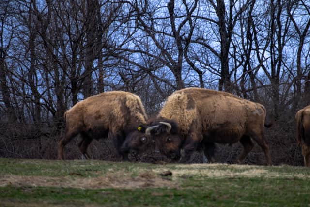 Trexler Nature Preserve Bison Range - Image 1