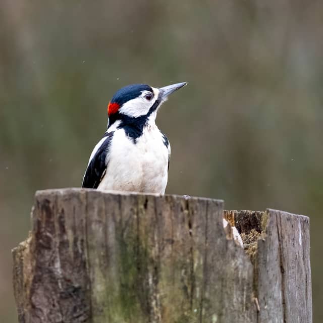 Morton Lochs Wildlife Reserve - Image 1