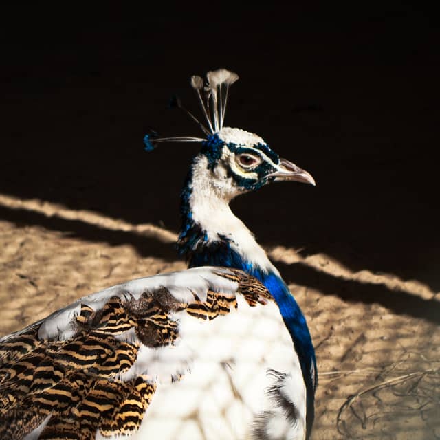 Lal Suhanra National Park - Image 1