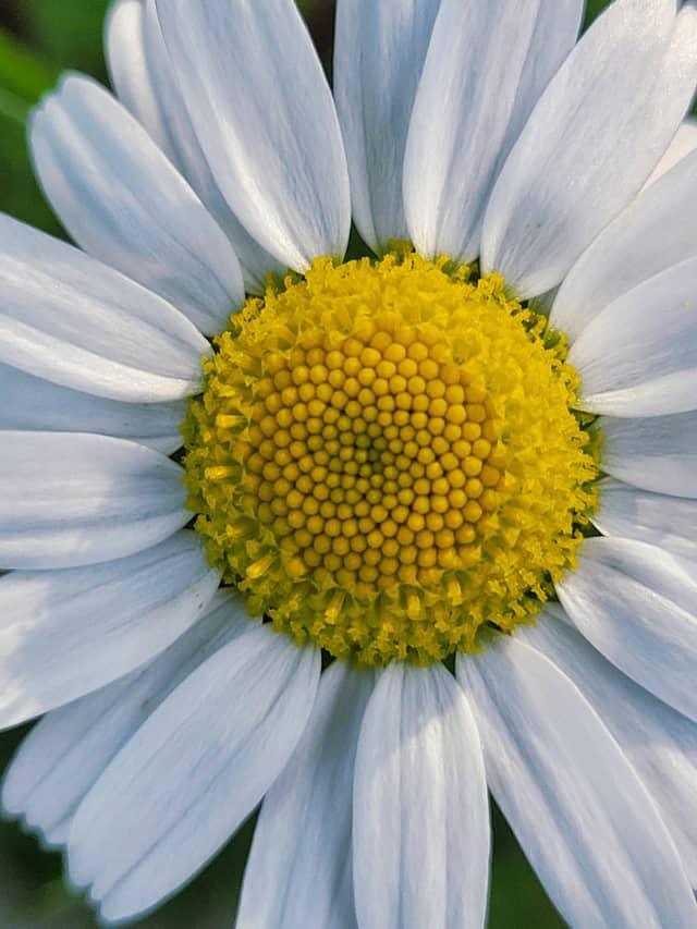 Webster Wildflower Meadows - Image 1