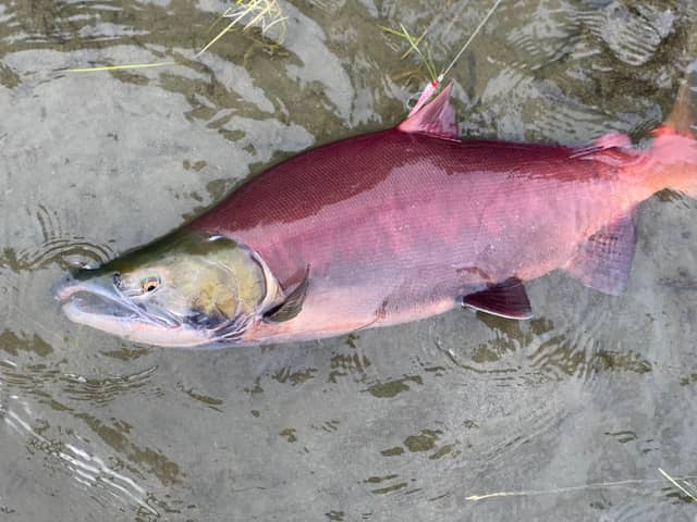 Russian River Salmon Run - Image 1